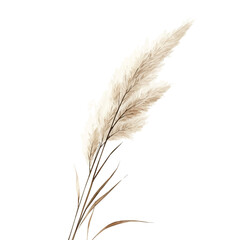fox_tail_grass, vectorized, Hand-painted style, vector set available in EPS An Elegant watercolor painting design collection © Zizak