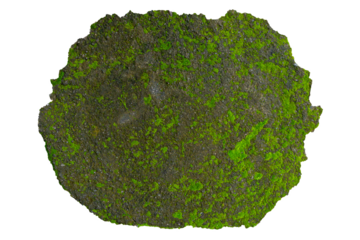 Isolated Moss Texture with Clipping Path on Transparent Background.