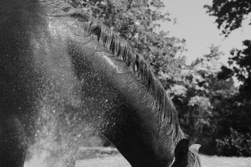 Hose water spraying over horse for bath on farm closeup, animal care concept.