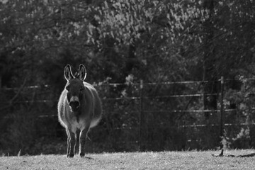 Mini donkey standing in farm field with copy space on background in black and white.