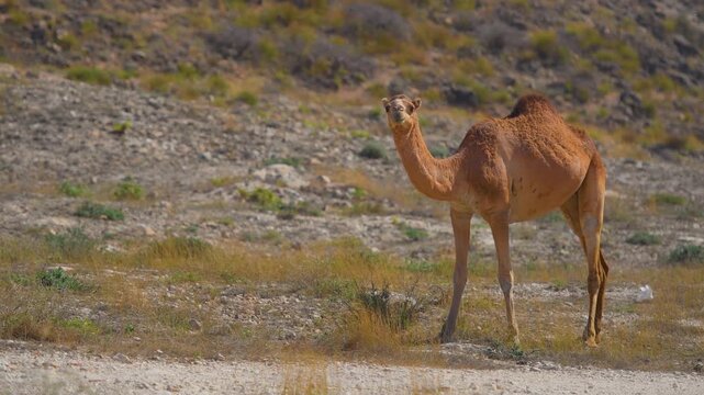 Footage of a single-humped wild dromedary camel (Camelus dromedarius) standing and grazing on sparse vegetation in a dry, rocky, and hilly desert environment near Wadi Bani Khalid in the Sultanate of 