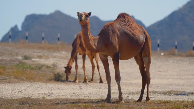 Footage of two dromedary camels (Camelus dromedarius) in a natural, arid environment near Wadi Bani Khalid, Oman. The scene captures the essence of Middle Eastern wildlife and desert life, with a focu