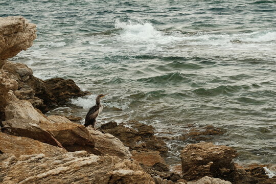 Tauchvogel (Kr&auml;henscharbe) am Meer