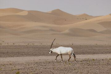 antelope in the desert