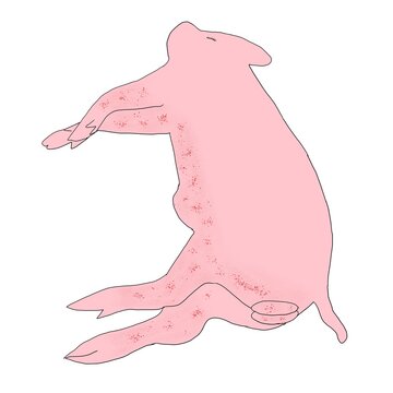 African swine fever disease 