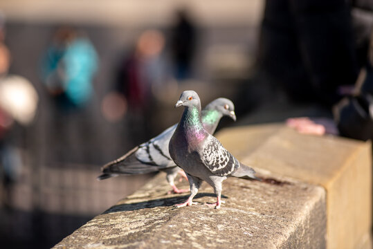 Pigeons Perched on Urban Stone Ledge