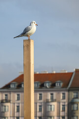 Obraz premium Seagull Perched on Post with Urban Backdrop