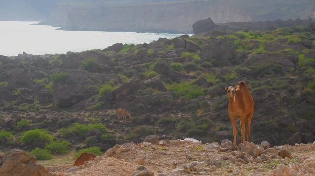 Footage capturing a serene moment of wild camels grazing in the rugged, rocky terrain of Wadi Bani Khalid, a beautiful desert oasis and popular tourist attraction in the Sultanate of Oman.