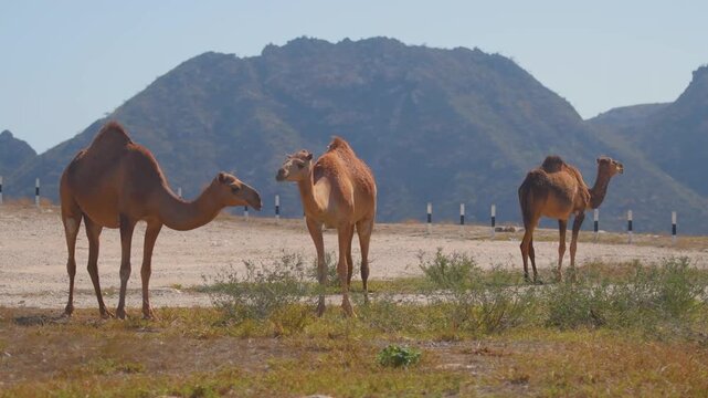 Footage of three dromedary camels (Camelus dromedarius) grazing on sparse vegetation in a dry, open area near Wadi Bani Khalid in the Al Sharqiyah region of Oman.