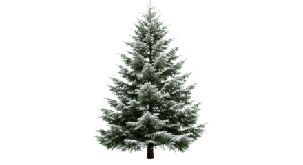A vibrant, symmetrical evergreen fir tree, dense dark green needles with light snow, brown trunk, isolated on a white studio background with copy space, serene holiday atmosphere