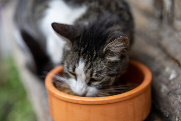 Close-Up of Gray and White Cat Eating Food © Sanlad