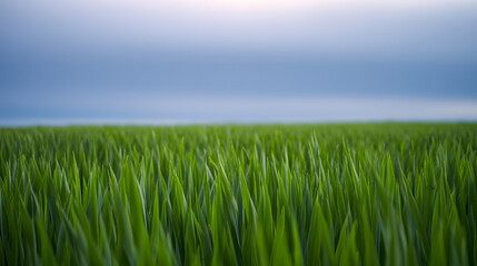 Fototapeta premium Green grass stands tall in a field under a cloudy sky during early morning hours