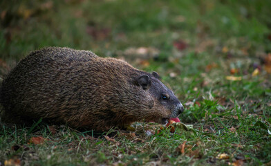 Wild Groundhog Feeding on Fallen Fruit in Autumn Grass