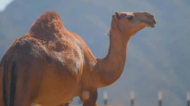 A close-up shot of a dromedary camel with a single hump, standing in a dry, desert environment near Wadi Bani Khalid in Oman.