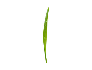 Single Green Grass Blade Isolated on White Background
