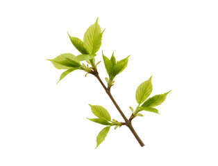 Fresh Green Leaf Branch Isolated on White Background