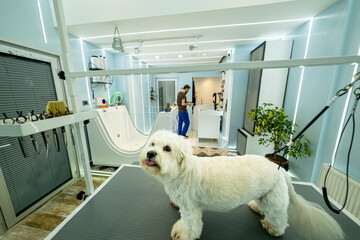 The adorable pose of a Maltese dog at a pet grooming salon