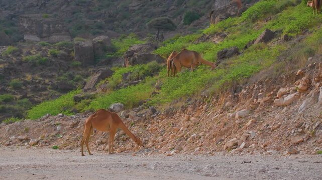 Footage of wild dromedary camels (Camelus dromedarius) grazing on green shrubs along a rocky hillside and dirt road in the stunning, rugged terrain near Wadi Bani Khalid in the Dhofar region of Oman