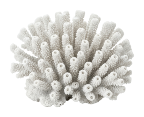 Coral reef formation underwater scene marine life ocean isolated on transparent background