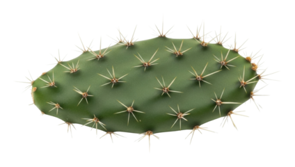 Cactus nature botanical isolated on transparent background