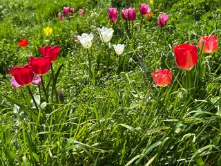 Colorful tulips in the meadow grass 