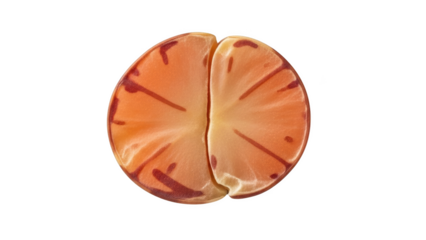 Orange seed cross section with red stripes on black