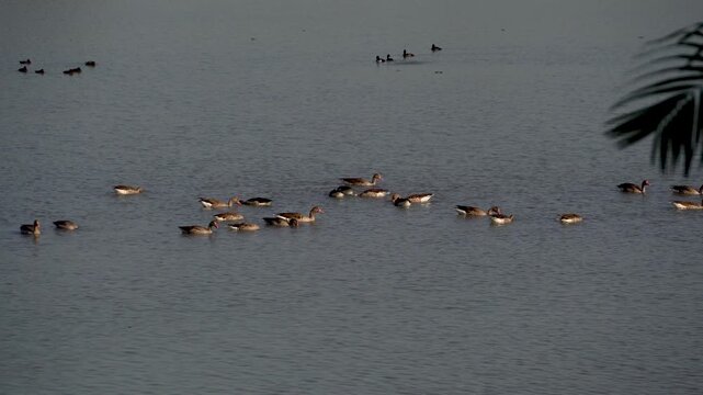 Shot of Greylag Geese or Anser anser at Kaziranga National Park wetland 3