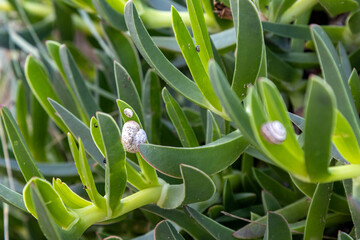 Land snail resting on coastal vegetation at Pellestrina Island beach, Venice, Italy © cabuscaa