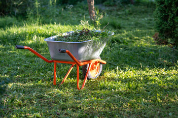 Garden wheelbarrow loaded with freshly cut grass on green lawn in backyard