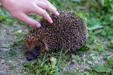 Child hand touching wild hedgehog on grass in summer garden