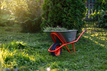 Wheelbarrow with cut grass on green lawn in sunset sunlight in summer garden