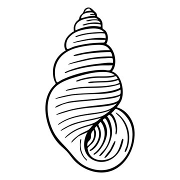 Seashells wentletrap stroke