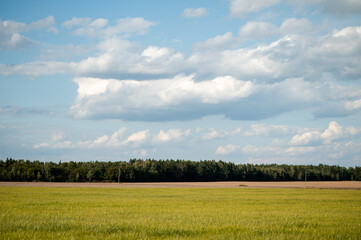 Mowed golden field with dry grass under a bright blue summer sky and forest line on the distant horizon