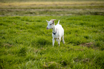 Young baby goat grazing on a fresh green meadow in summer countryside landscape with natural rural farming scene