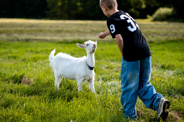 Urban teenage boy gently petting a young goat grazing on a green field in summer countryside rural farming landscape