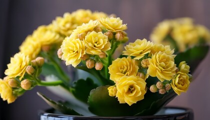 Flowering Kalanchoe Yellow Flowers Scient Class Saxifragales C