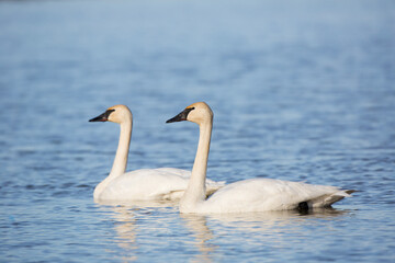 00758-01302 Trumpeter Swans (Cygnus buccinator) in wetland, Marion Co., IL