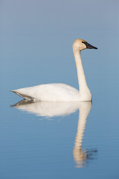 00758-01205 Trumpeter Swan (Cygnus buccinator) in wetland, Marion Co., IL