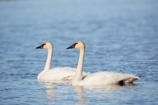 00758-01302 Trumpeter Swans (Cygnus buccinator) in wetland, Marion Co., IL