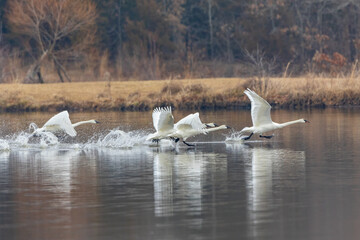 00758-02306 Trumpeter Swans (Cygnus buccinator) taking off from lake Marion Co. IL