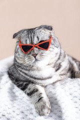 Scottish Fold cat with glasses on its eyes