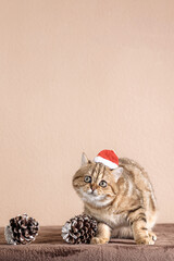 Scottish Fold cat wearing a Santa Claus hat