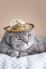 Scottish Fold cat wearing a hat