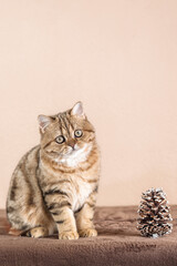  Scottish kitten in a basket