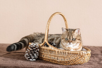  Scottish kitten in a basket
