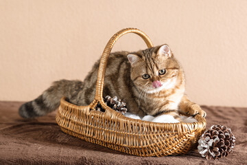  Scottish kitten in a basket