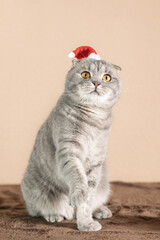 Scottish Fold cat wearing a Santa Claus hat