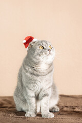 Scottish Fold cat wearing a Santa Claus hat