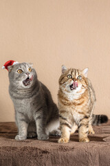 Scottish Fold cat wearing a Santa Claus hat
