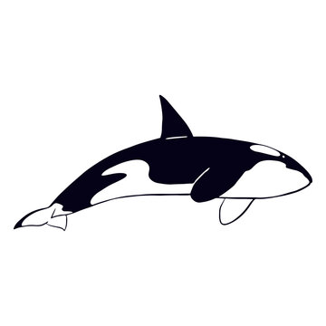 Killer whale filled-stroke